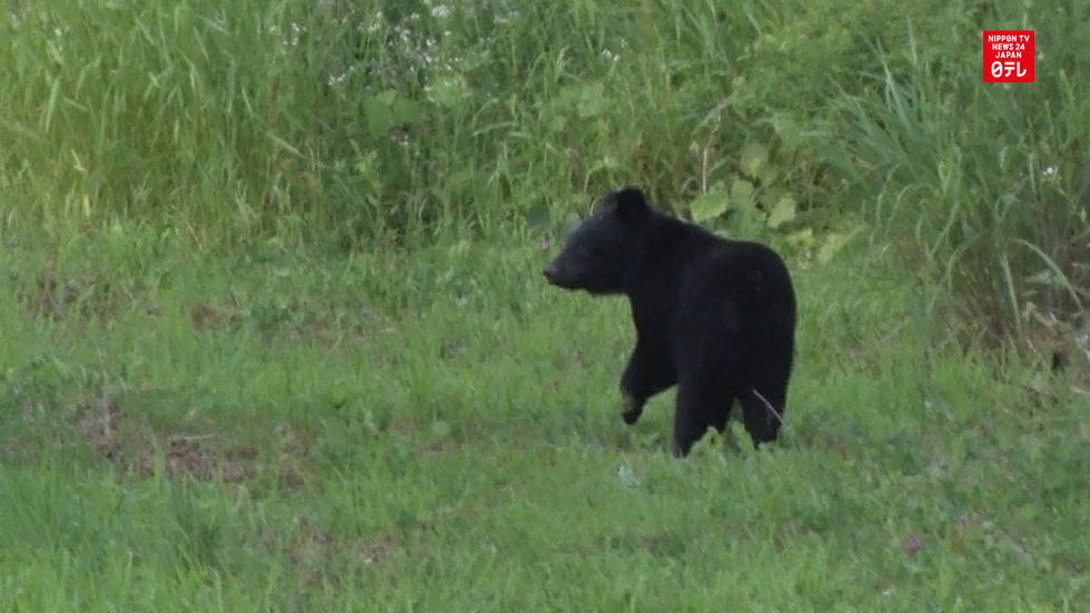 Bear sightings alarm residents