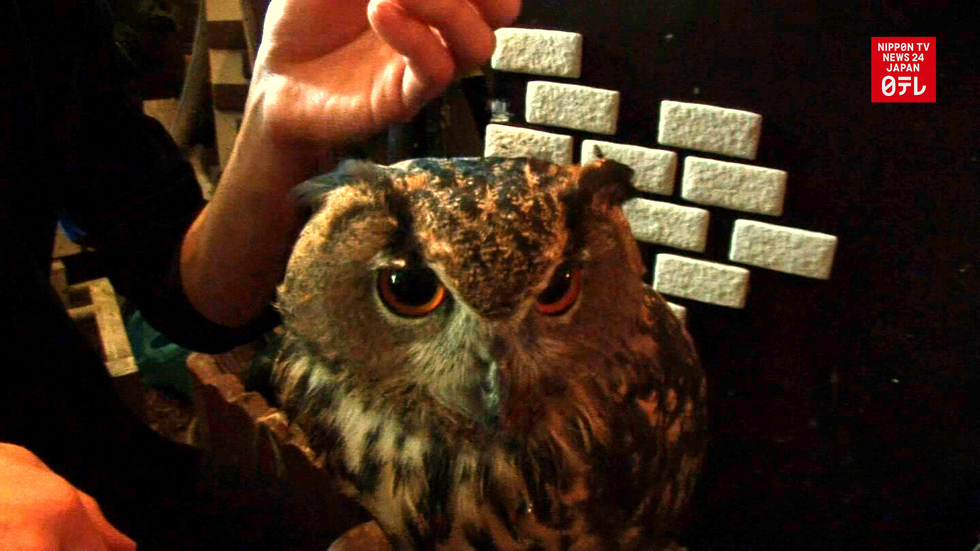 Owl cafe and pet shop