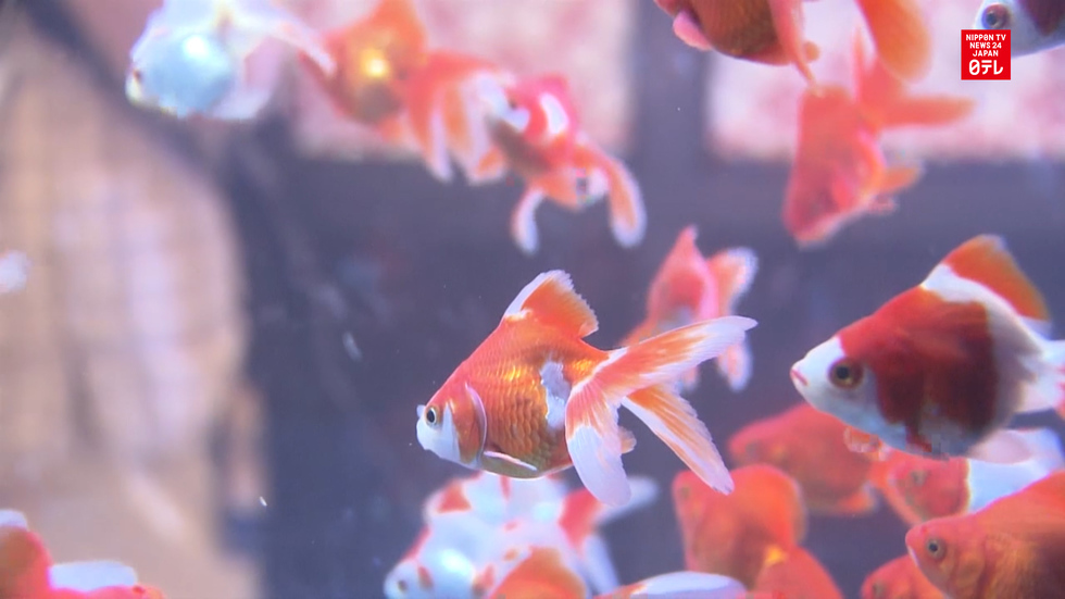 Goldfish wonderland