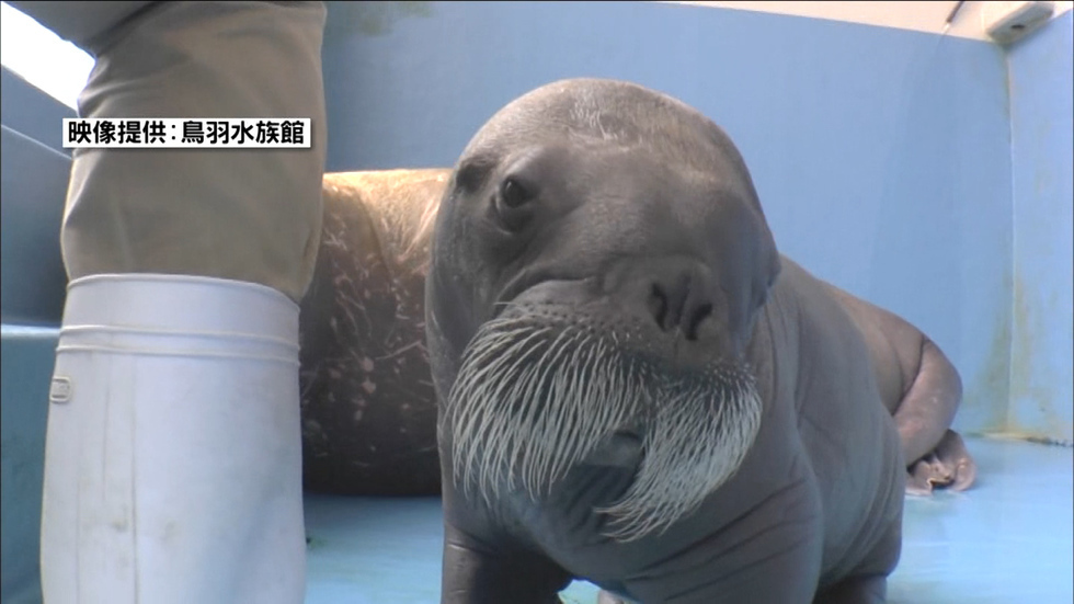 Meet Toba Aquarium's baby walrus
