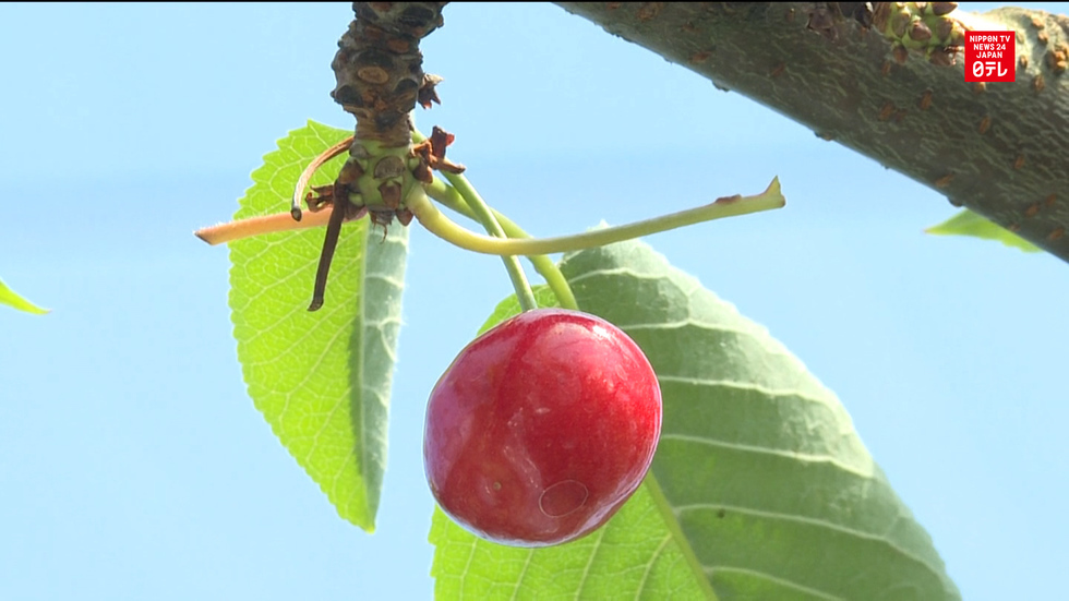 Farmer's cherries stolen on harvest eve