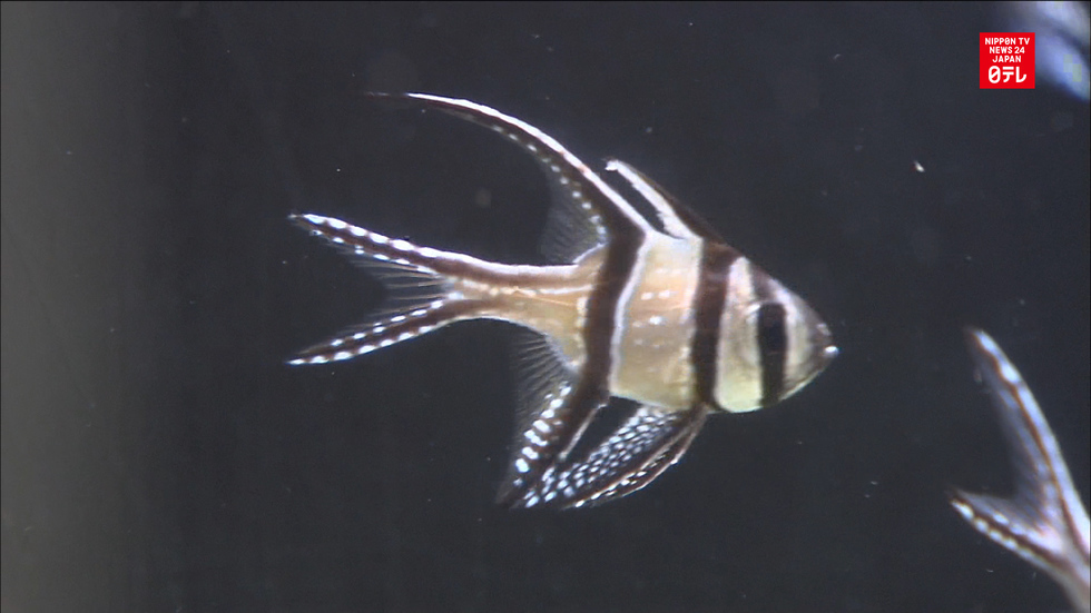 Aquarium celebrates Tanabata