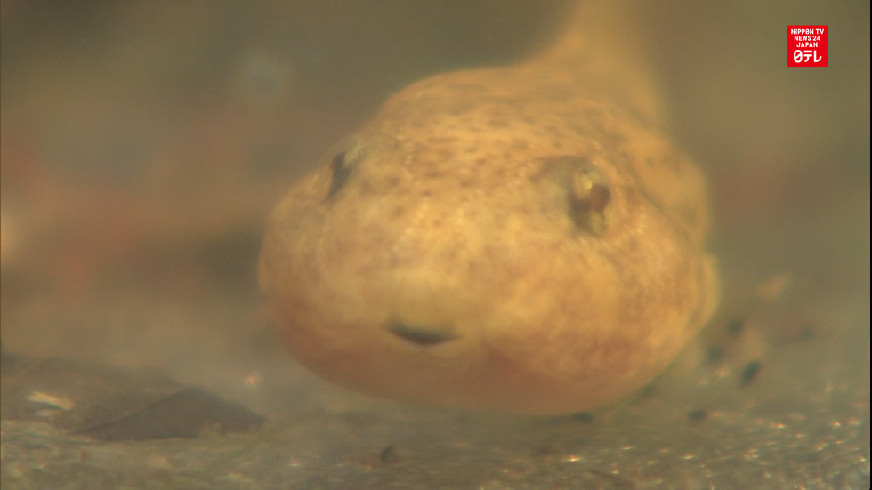 Unusual tadpole draws crowds
