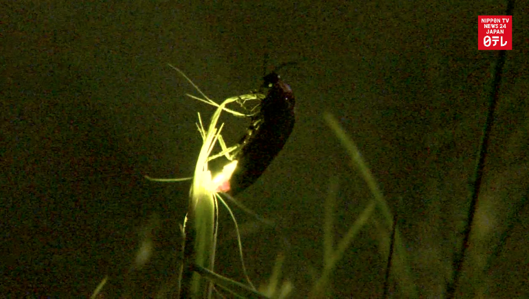 Fireflies paint magical scene in northern Japan 
