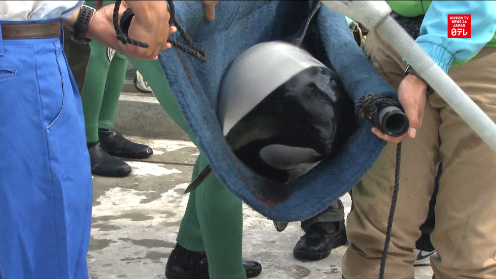 Rare dolphin gets new home