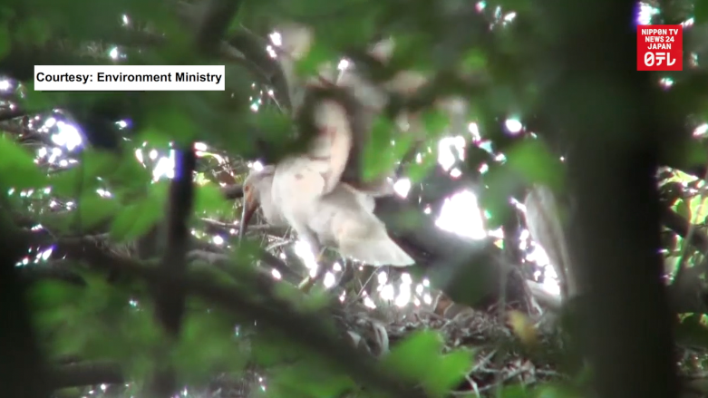 Japanese crested ibis chicks fledge 
