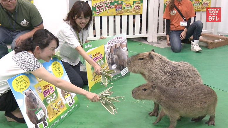 Capybaras join workforce at snack maker Calbee