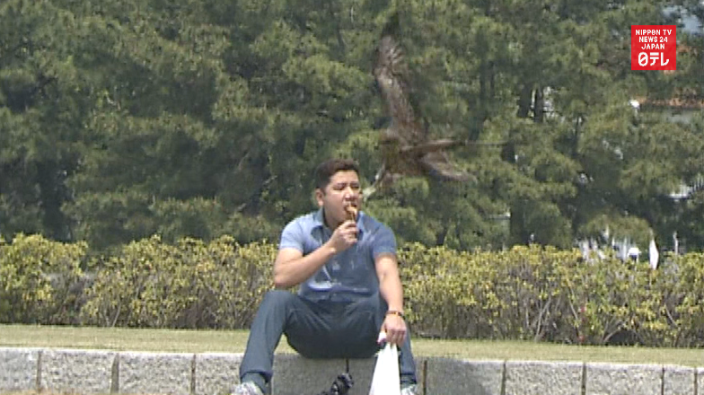 Black kites threatening picnickers