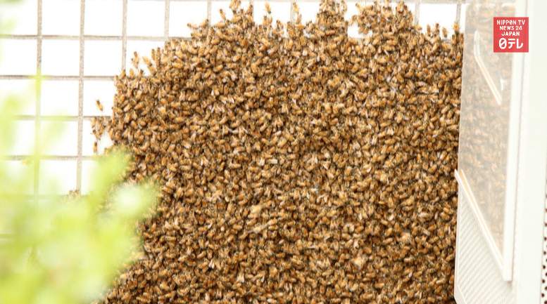 Bees block traffic in Shinjuku