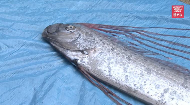 Rare ribbonfish caught in waters off Toyama