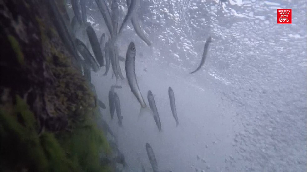 Ayu sweetfish run gets going