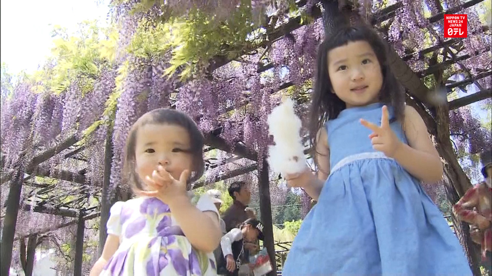 Wisteria blossoms wow crowds