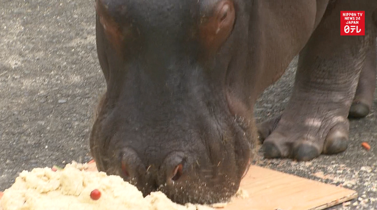 Hippo celebrates birthday in quake-hit Kumamoto 