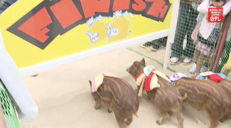Trump pig loses race in Japan