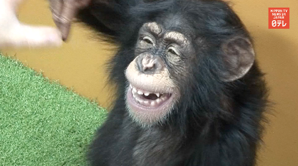 Milky, Japan's disabled chimp