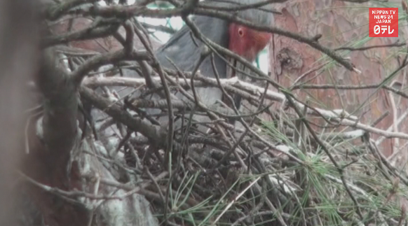 Crested ibis chick likely dead