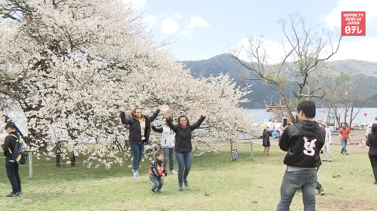 Famed Hakone cherry in full bloom 