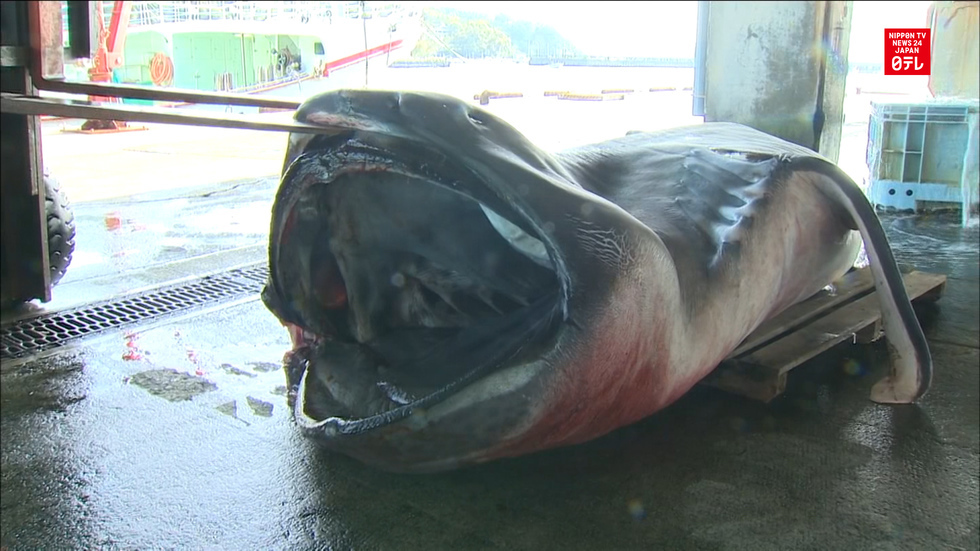 Surprise catch of the day