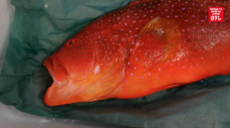 Poisonous fish sold at Tsukiji market