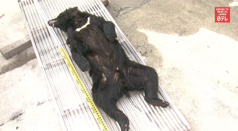 Bear put down after attack 