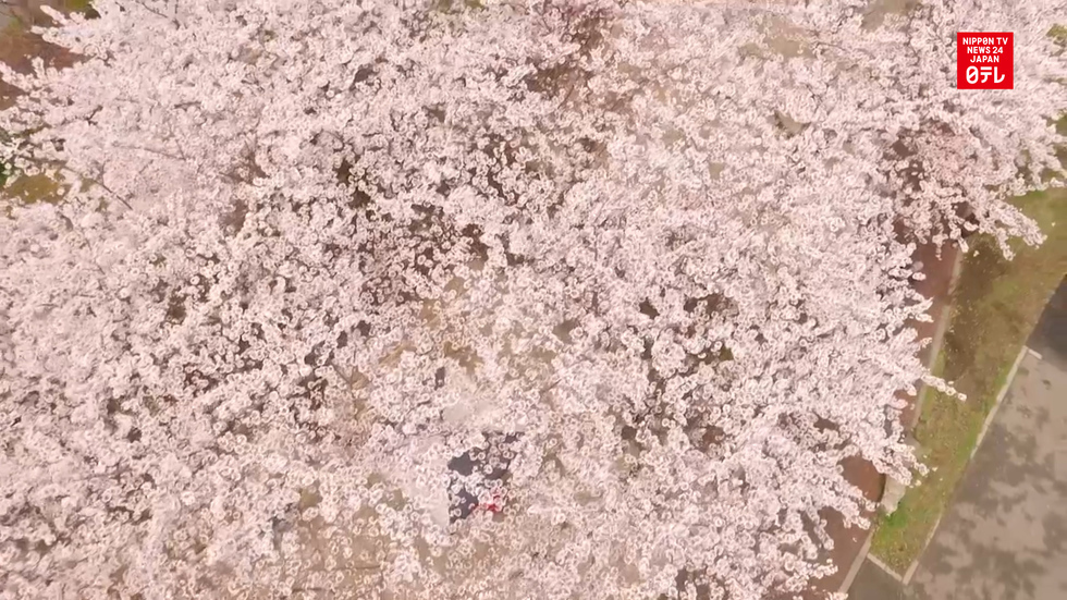 1000 cherry trees in bloom