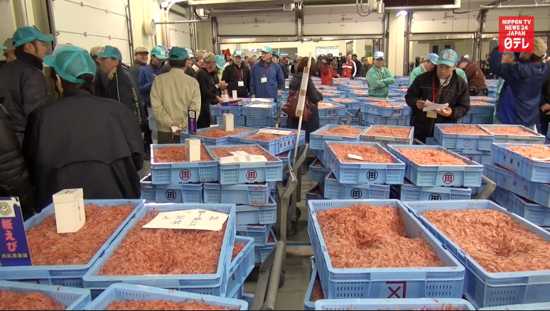 Sakura shrimp auction marks spring's arrival 