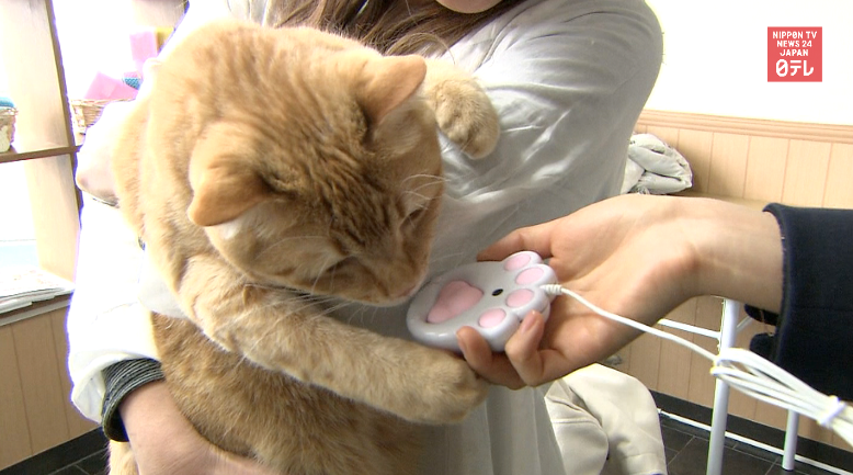 Cat mouse for stressed out workers