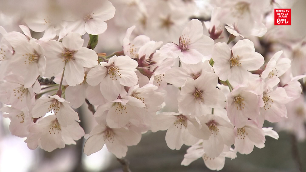 Cherry blossoms 'officially' in full bloom