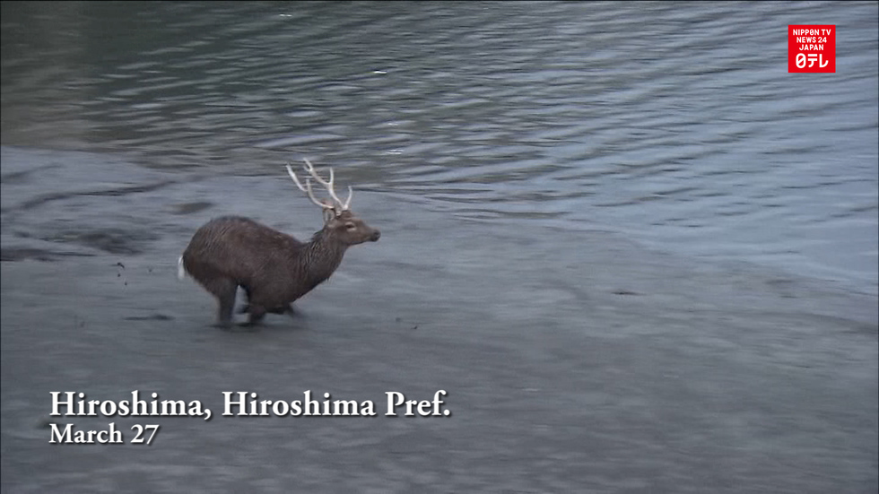 Furry fugitive creates stir