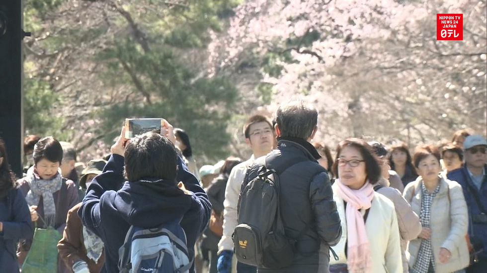 Throngs enjoy Imperial Palace blossoms