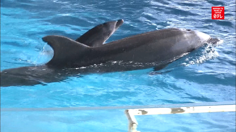 Dolphin gives birth