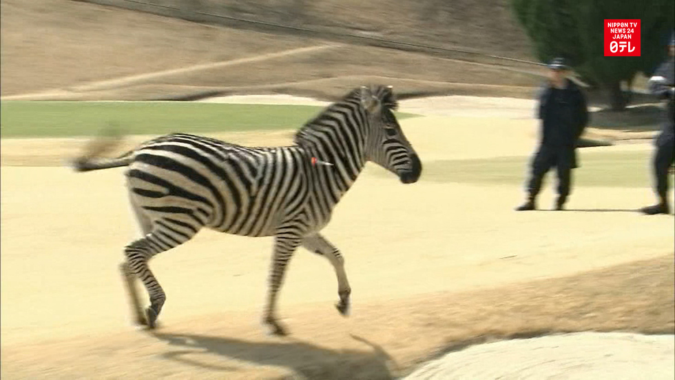 Escaped zebra dies during recapture