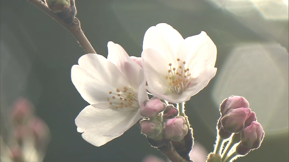 Cherry blossoms bloom in Tokyo