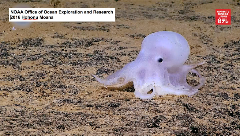 'Ghost octopus' likely new species