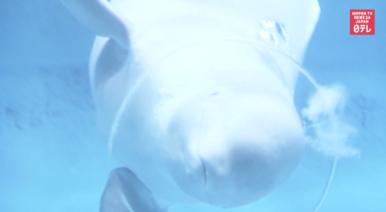 Beluga blows rings, swims through them