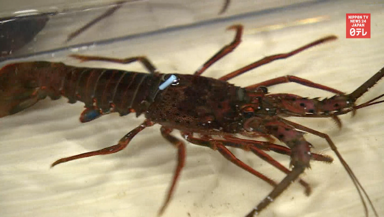Gourmet spiny lobster farming a reality