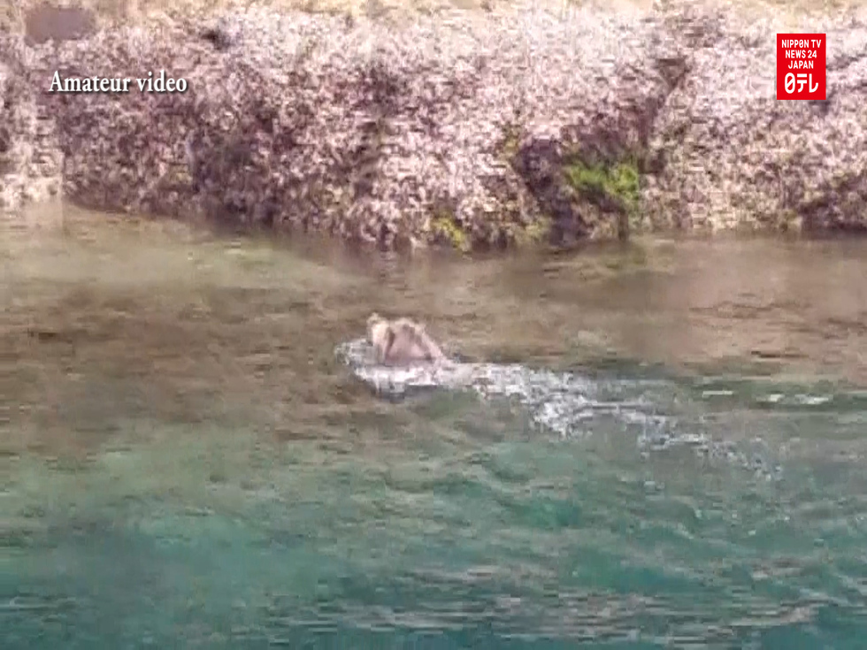 Wild boar makes waves