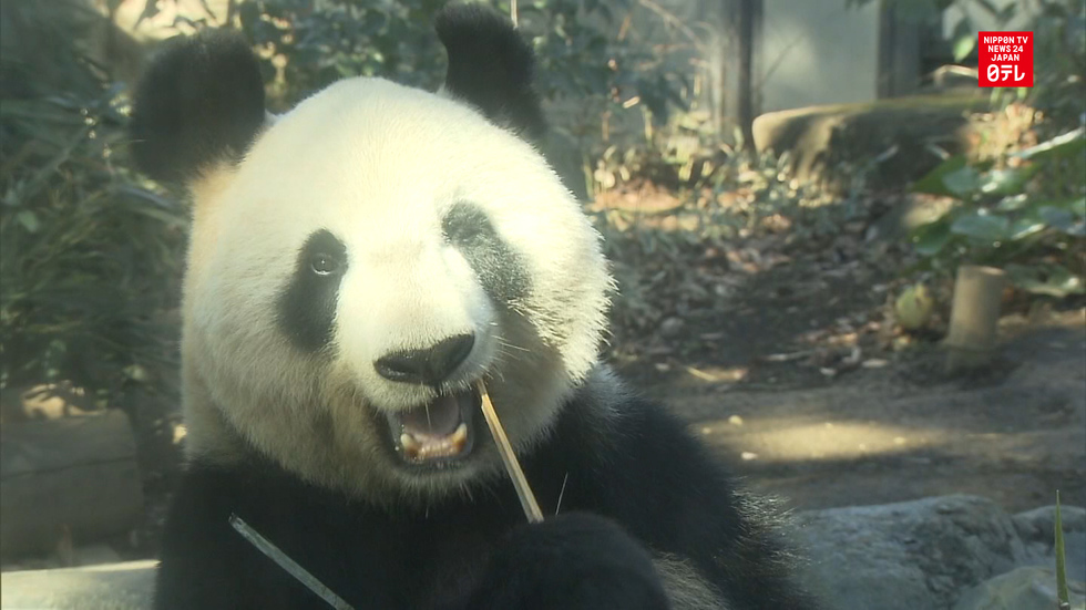 Giant pandas back on display