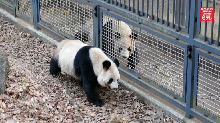 Ri Ri and Shin Shin in the mood for love