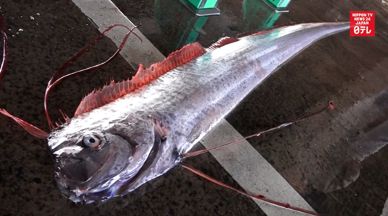 'Phantom of the deep' captured alive