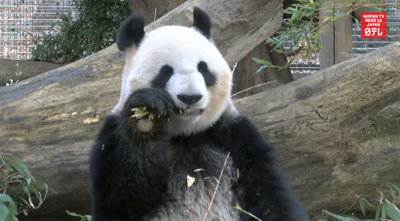 Ri Ri and Shin Shin get private time to breed 