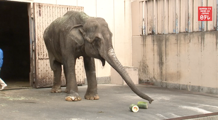 Elderly elephant enjoys seasonal sushi