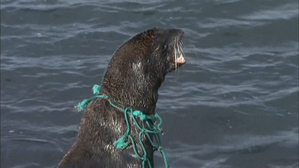 Fur seal is saved