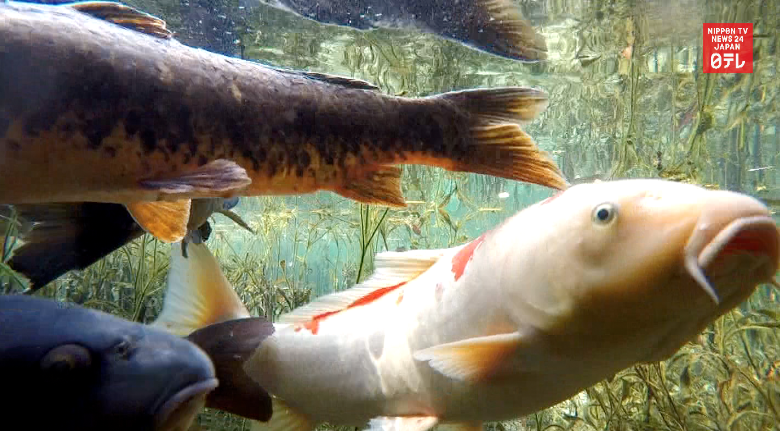 'Too beautiful' pond attracting attention