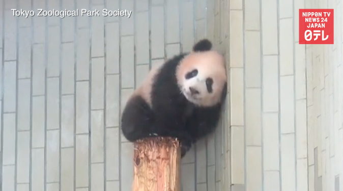 Xiang Xiang celebrates first Christmas