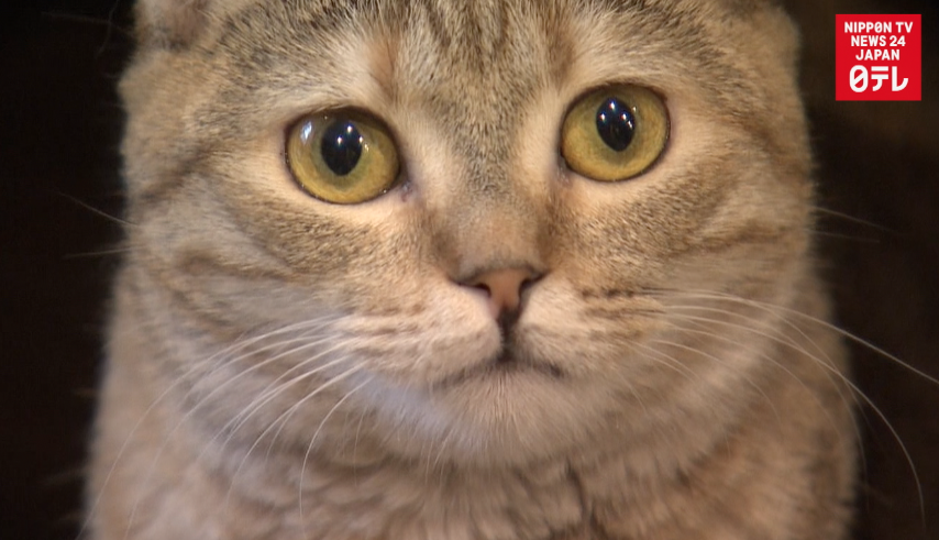 The science of felines  