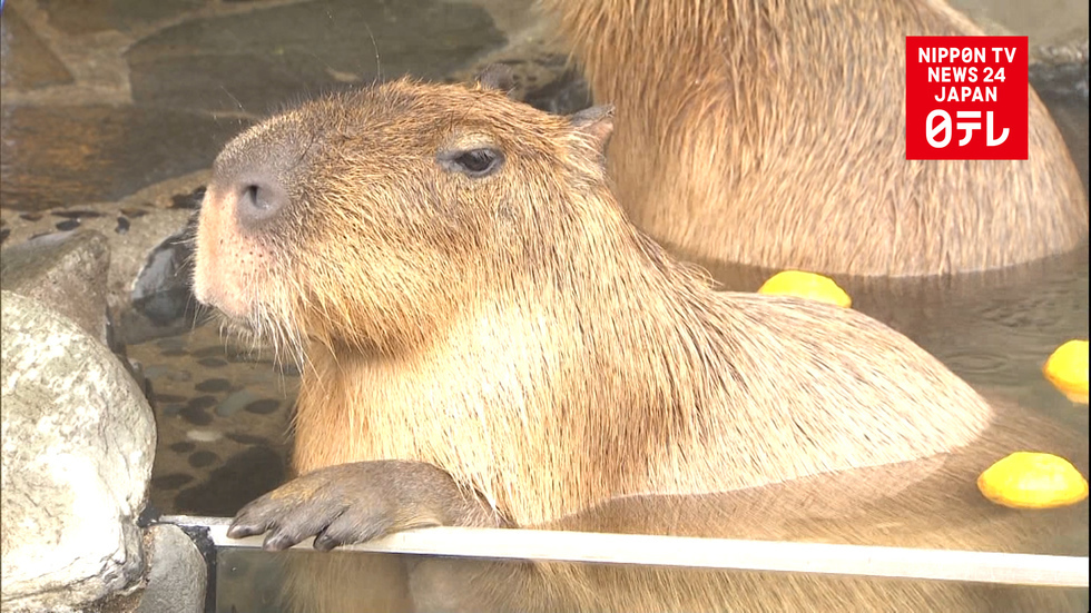 Capybaras enjoy solstice soak
