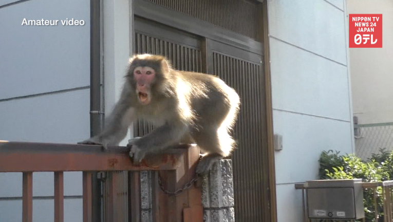 Monkey business in Tokyo  