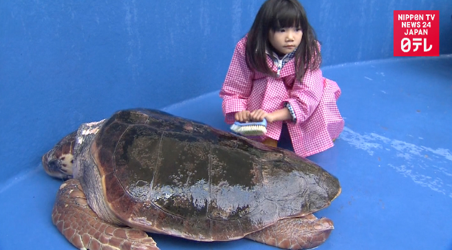 Sea turtles get year-end scrub down 
