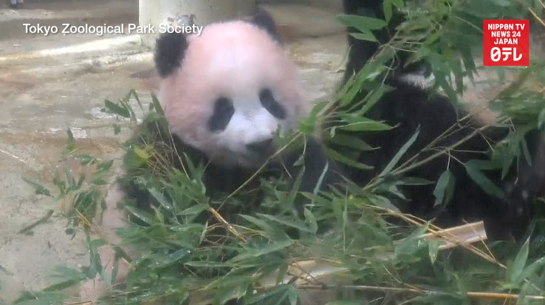 Xiang Xiang can't contain herself 